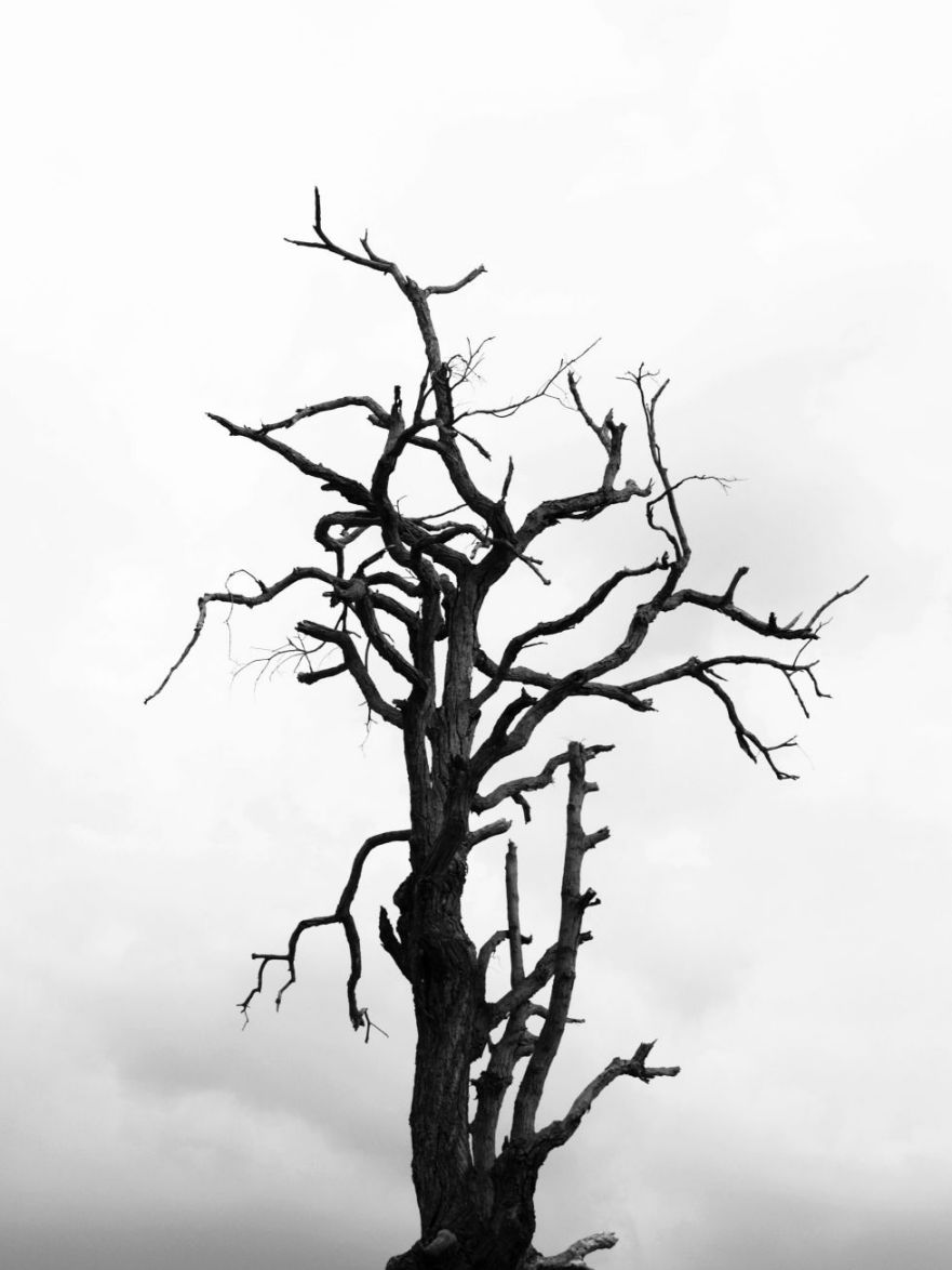 My tree - poem- poetry